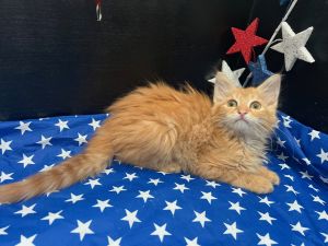 RescueCats IncDate of birth 22625 Photos taken on 61125 Sweet kitten She is spayed treate