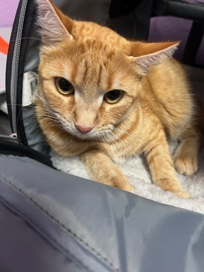 MOZZARELLA (MOZZY) 1