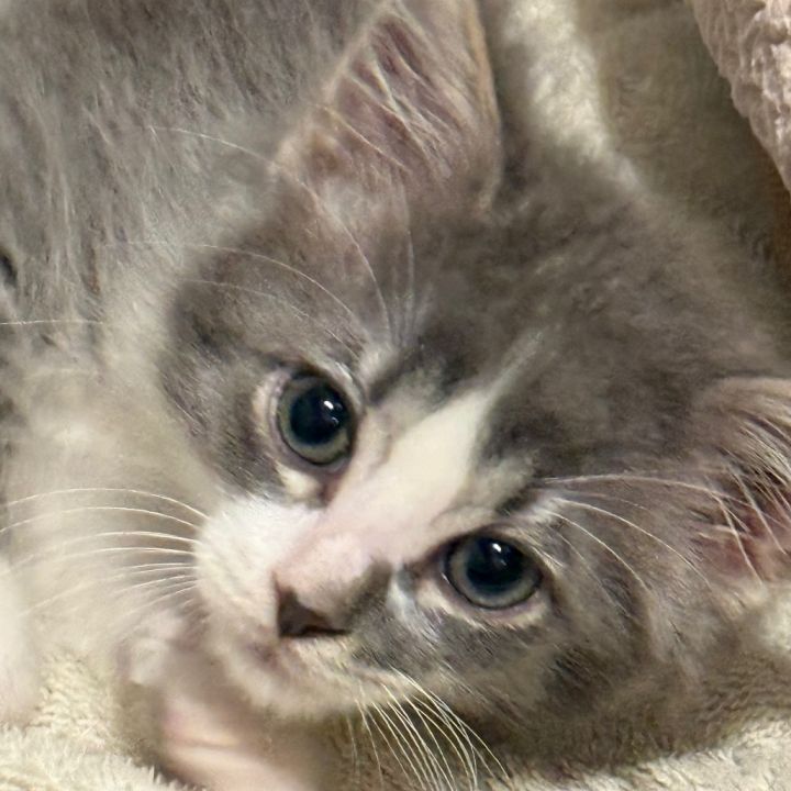 Ethel 1