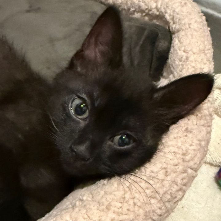 Eugene 3