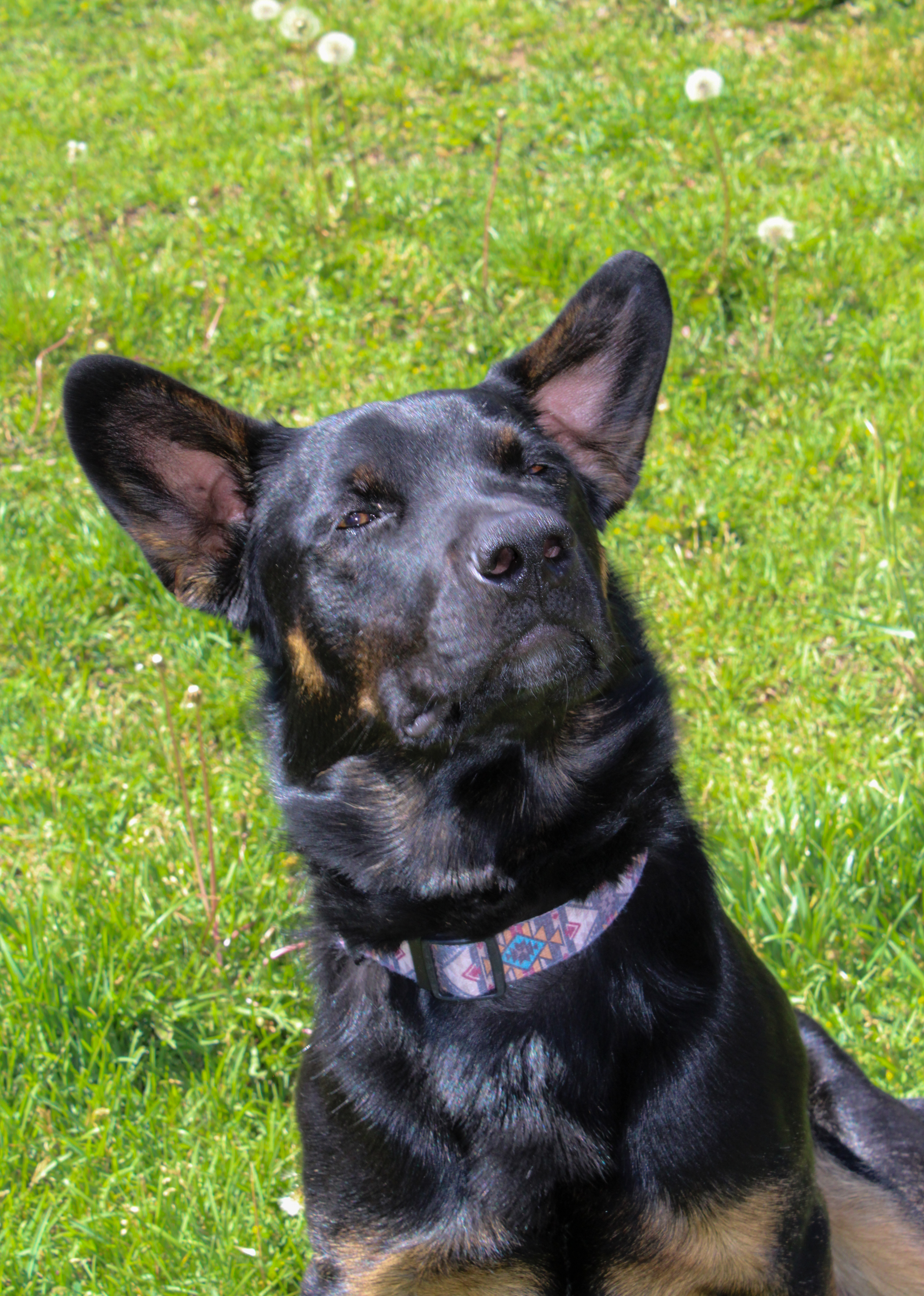 Boss, an adoptable Australian Cattle Dog / Blue Heeler, Australian Shepherd in Twin Falls, ID, 83301 | Photo Image 1