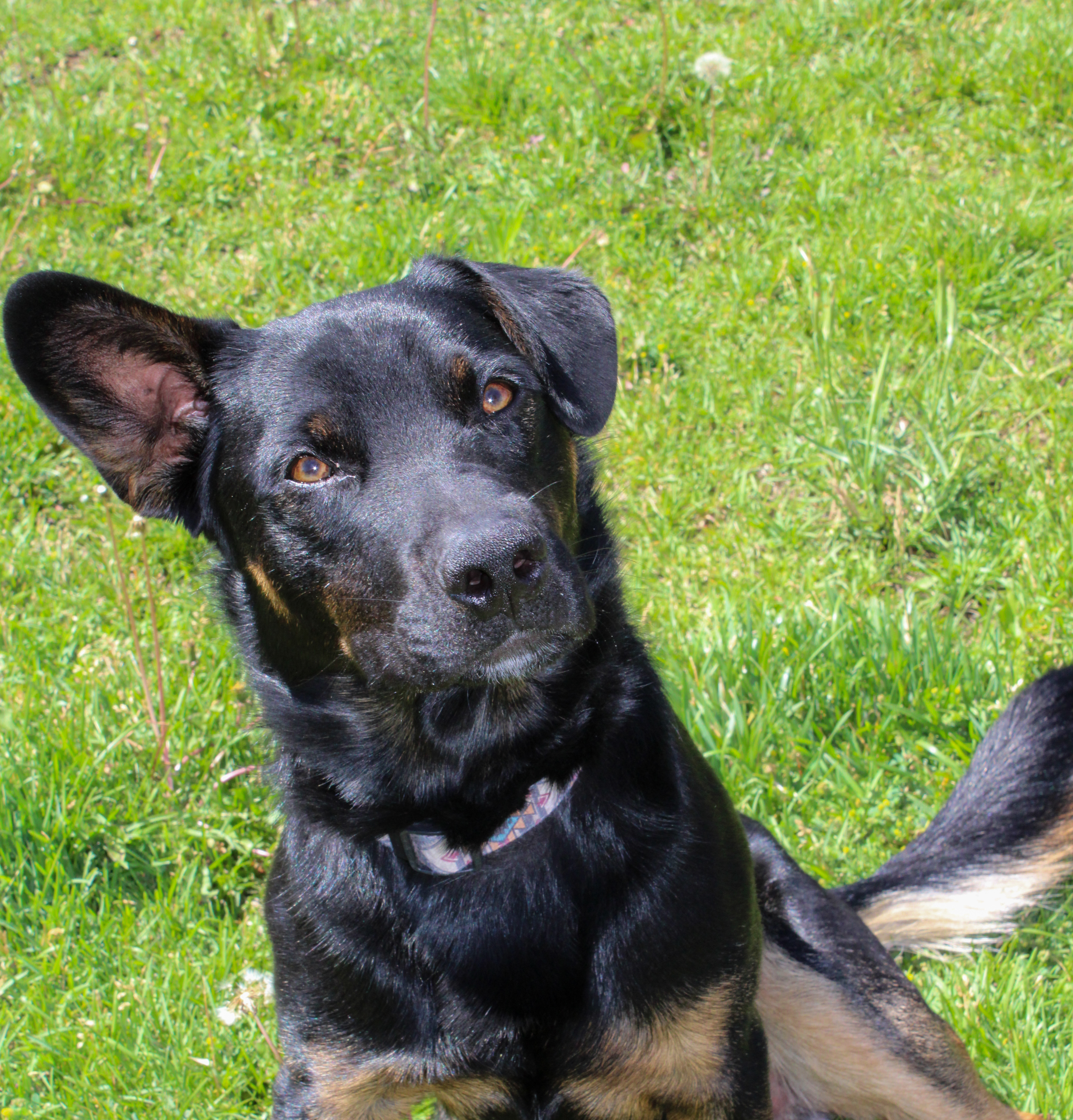 Boss, an adoptable Australian Cattle Dog / Blue Heeler, Australian Shepherd in Twin Falls, ID, 83301 | Photo Image 2