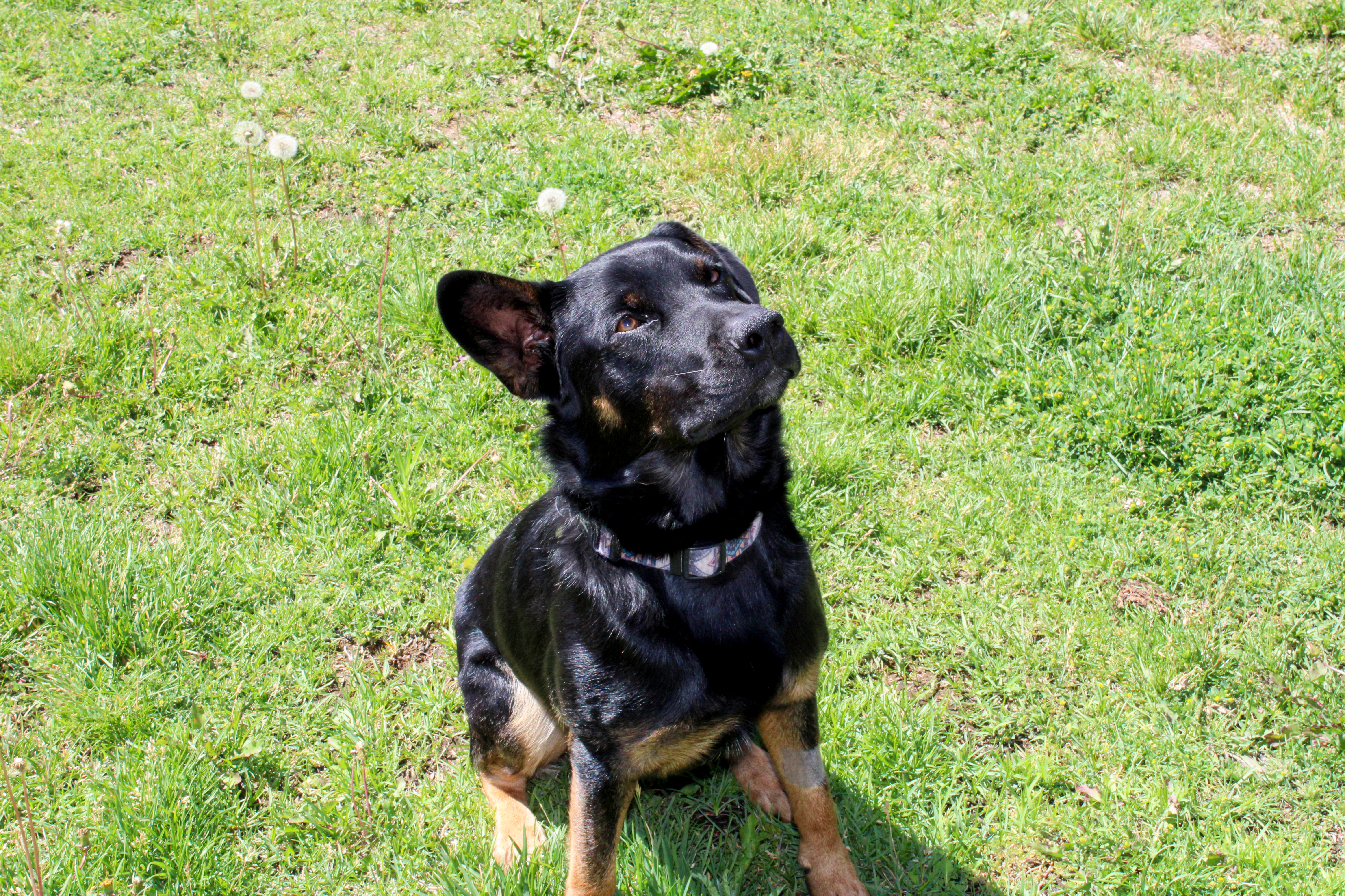 Boss, an adoptable Australian Cattle Dog / Blue Heeler, Australian Shepherd in Twin Falls, ID, 83301 | Photo Image 3