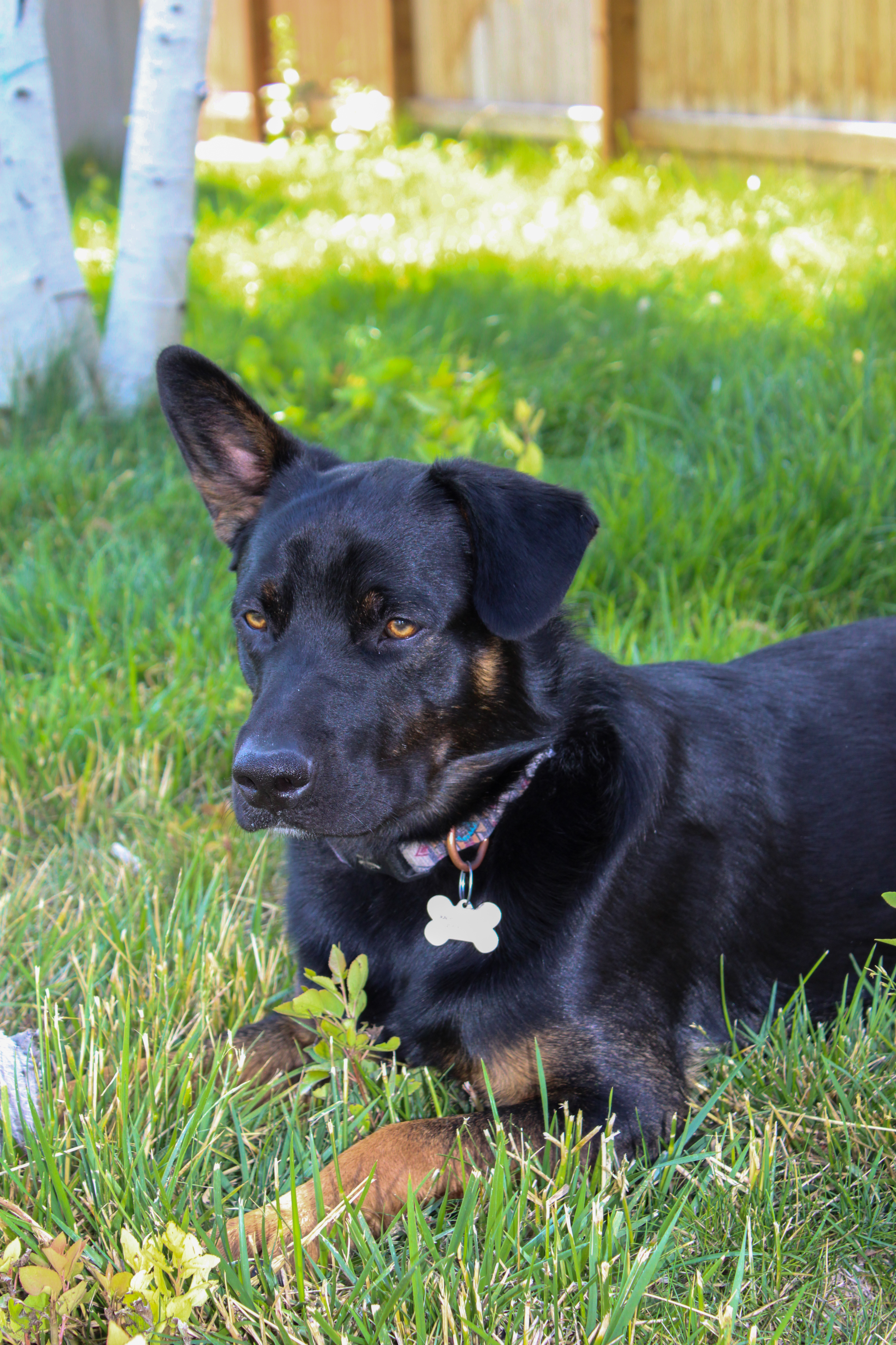 Boss, an adoptable Australian Cattle Dog / Blue Heeler, Australian Shepherd in Twin Falls, ID, 83301 | Photo Image 4