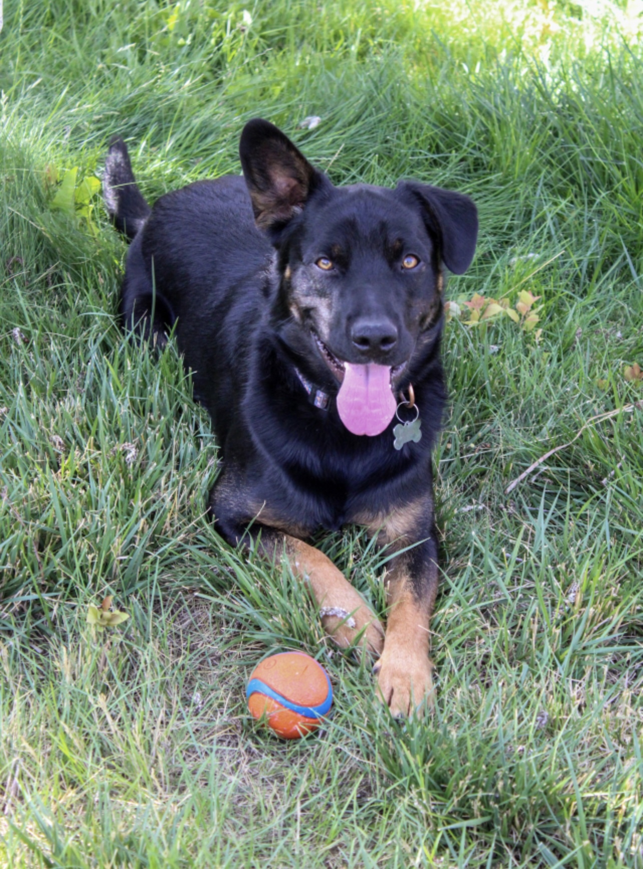 Boss, an adoptable Australian Cattle Dog / Blue Heeler, Australian Shepherd in Twin Falls, ID, 83301 | Photo Image 5