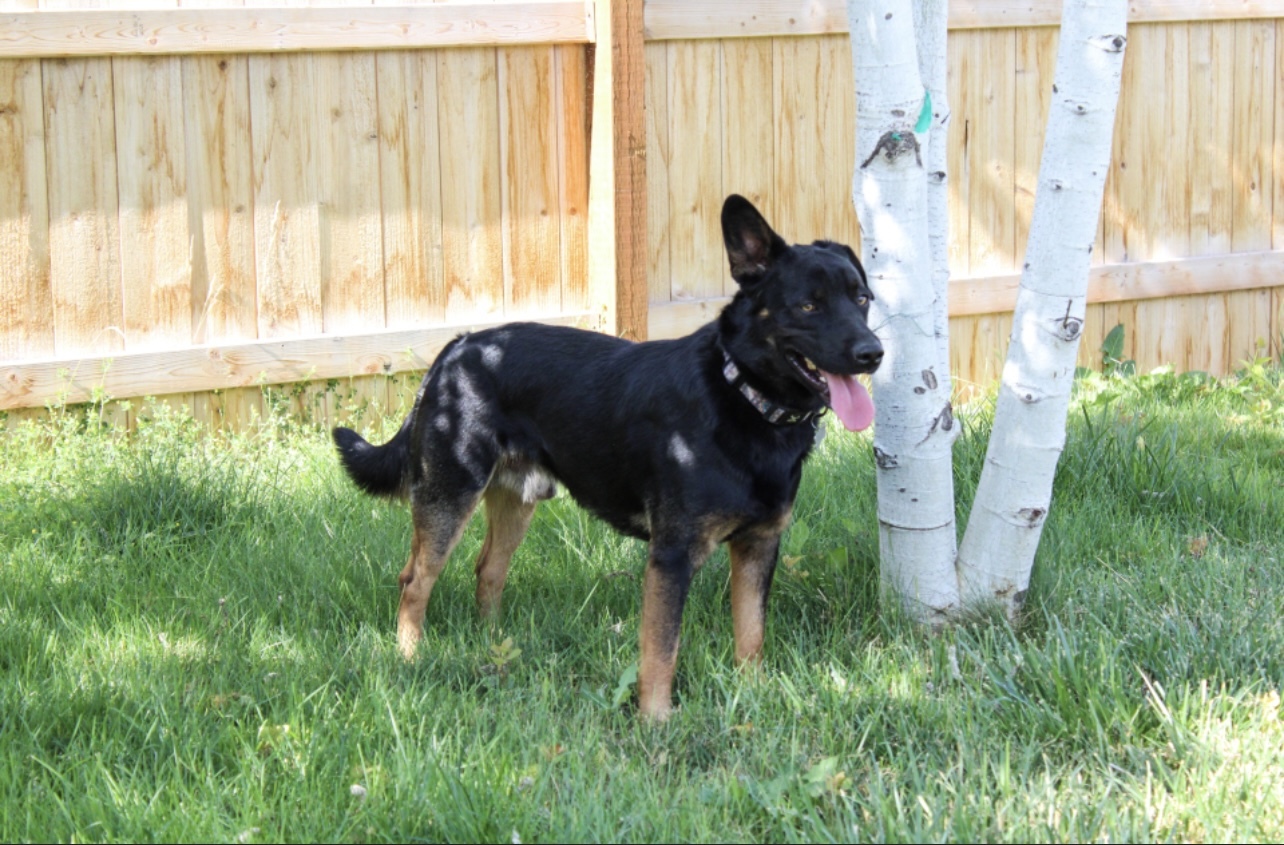 Boss, an adoptable Australian Cattle Dog / Blue Heeler, Australian Shepherd in Twin Falls, ID, 83301 | Photo Image 6