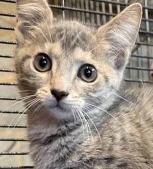 Prudence, Baby Female Domestic Short Hair