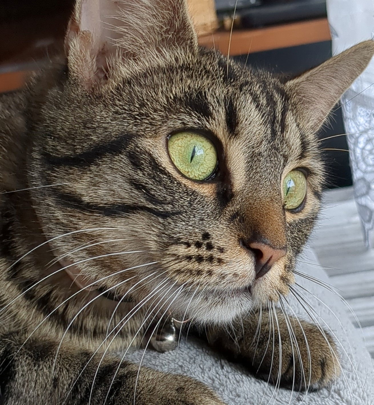 Pammi