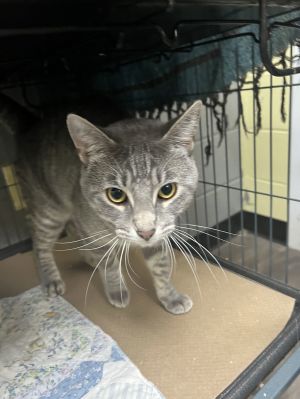 Annie (TAS#8), Adult Female Domestic Short Hair