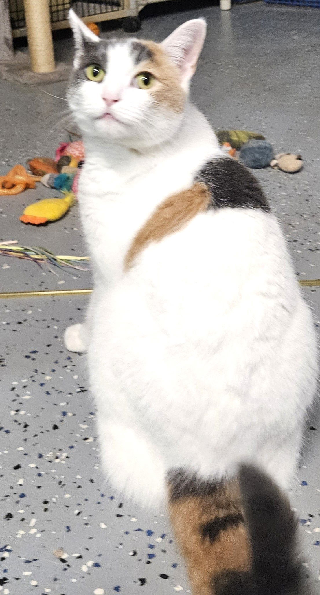 Lulu