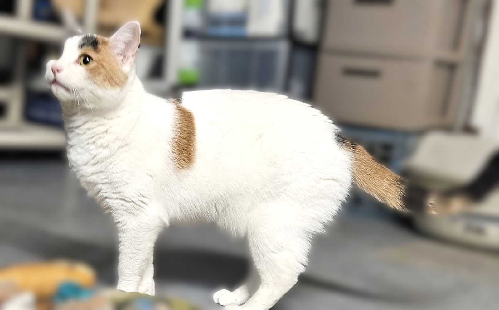 Lulu