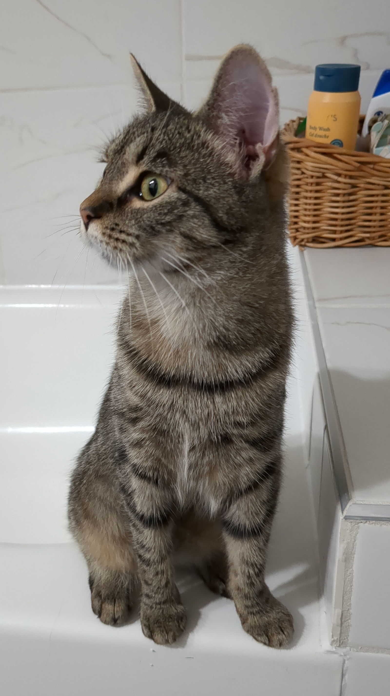 Tammi