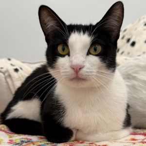 Rita, Young Female Domestic Short Hair