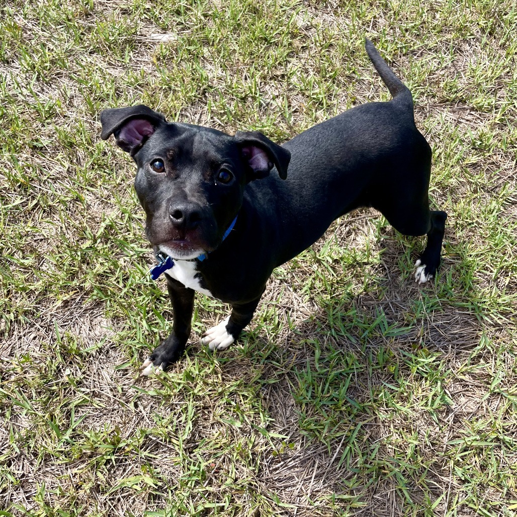 Beau