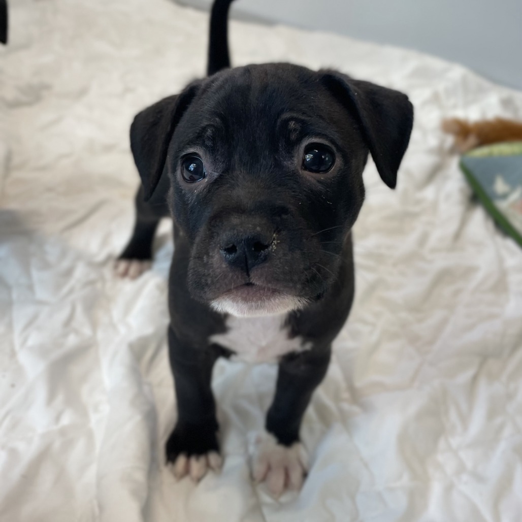 Beau