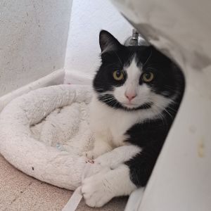 Hi My name is Dash Dash is a beautiful cat with a gorgeous full proud tail Dash has a white
