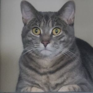 Doja Cat, Young Female Domestic Short Hair