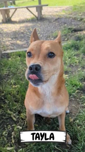 Tayla, Adult Female unknown
