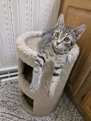 Jester, Baby Female Domestic Short Hair