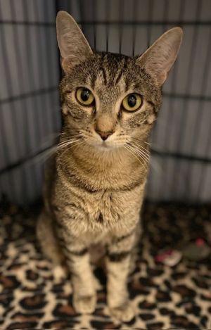 Shany, Adult Female Domestic Short Hair