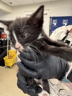 58758322, Adult Male Domestic Short Hair