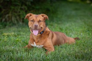 Cooper G., Adult Male unknown