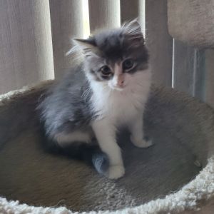 25L10 TESSA, Baby Female Domestic Long Hair