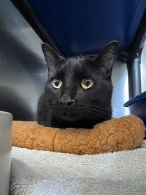 Darius, Adult Male Domestic Short Hair
