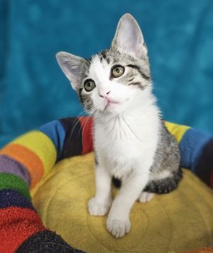 Maserati, Baby Male Domestic Short Hair