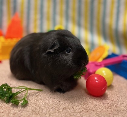 Delilah