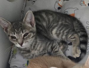 Leia, Baby Female Domestic Short Hair