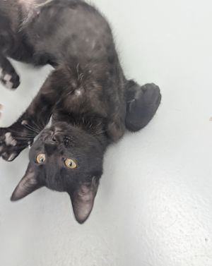 Chandler, Baby Male Domestic Short Hair