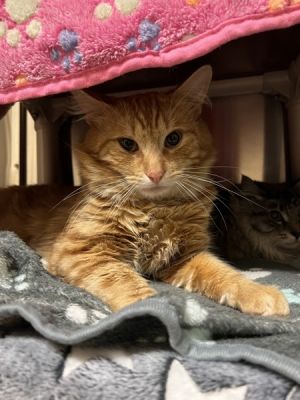 Trumpet, Adult Male Domestic Long Hair