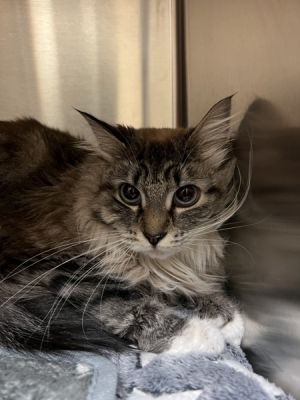 Harmonica, Adult Female Domestic Long Hair