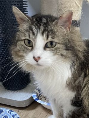 Brittany, Adult Female Domestic Long Hair