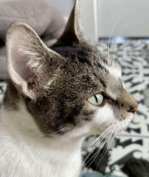 Pontaluna, Adult Female Domestic Short Hair