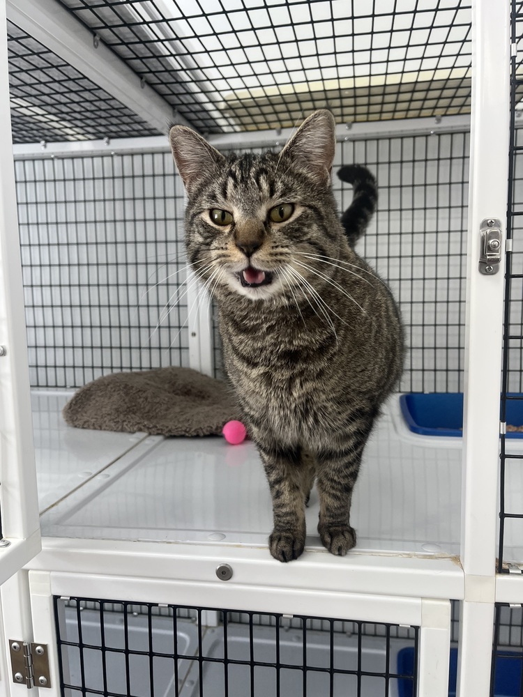 Mama Goose, an adoptable Domestic Short Hair in Salmon, ID, 83467 | Photo Image 1