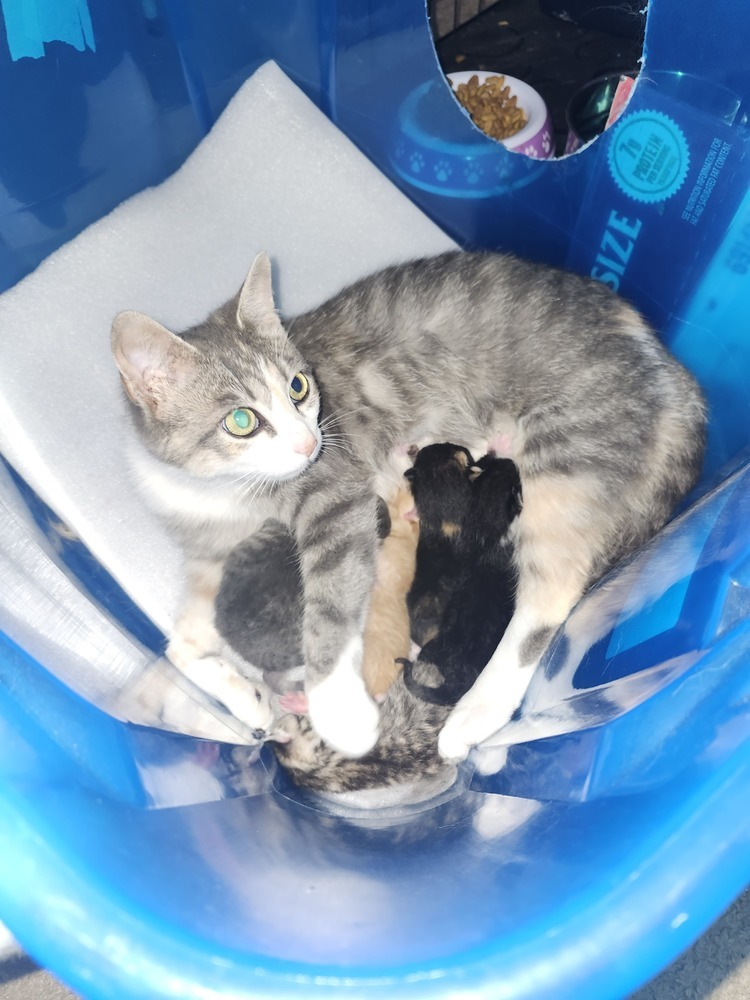 Mama Zyn