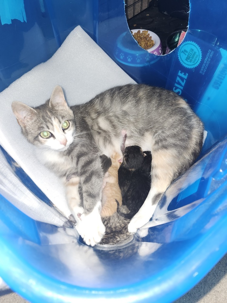 Mama Zyn