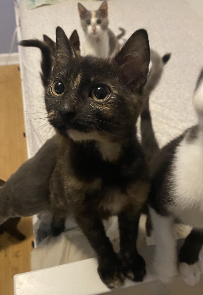 Phoebe
