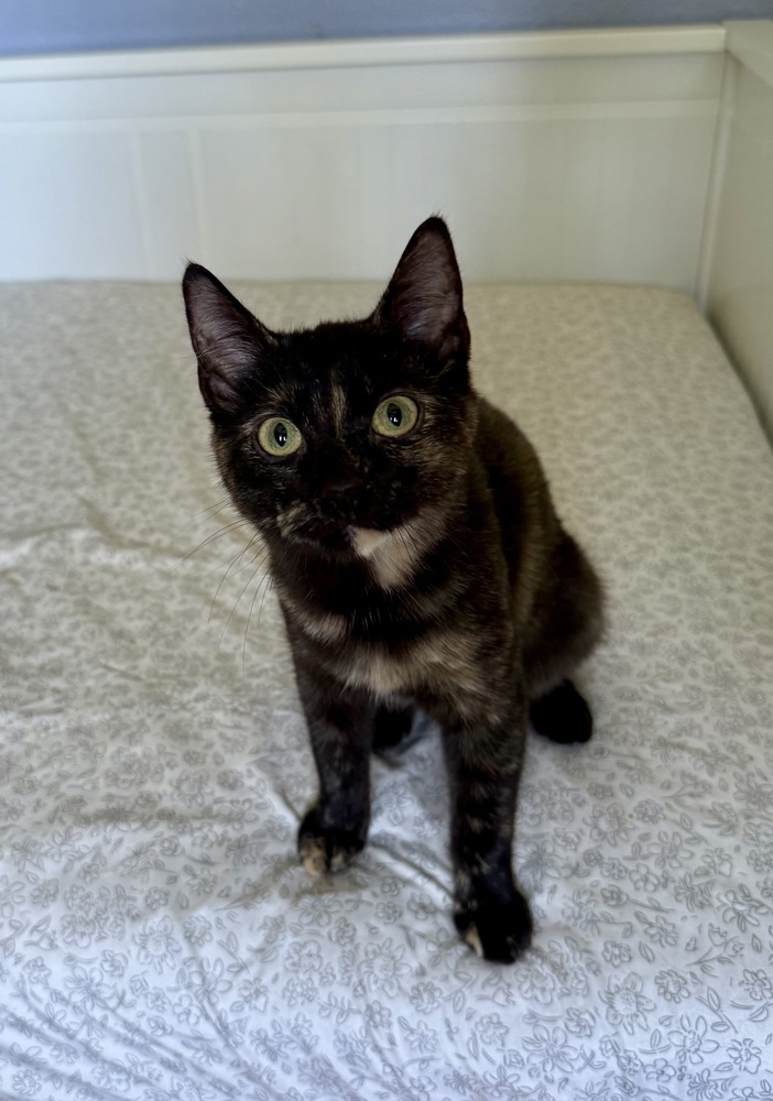 Phoebe