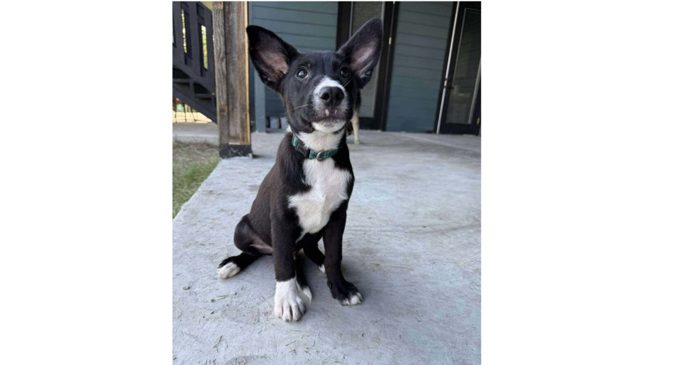 Survivors: Cosmo PKA Florence
