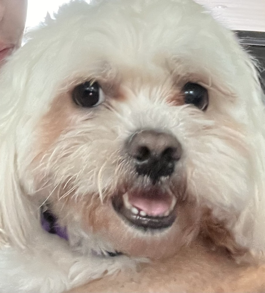 Teddy Bear aka Chewie