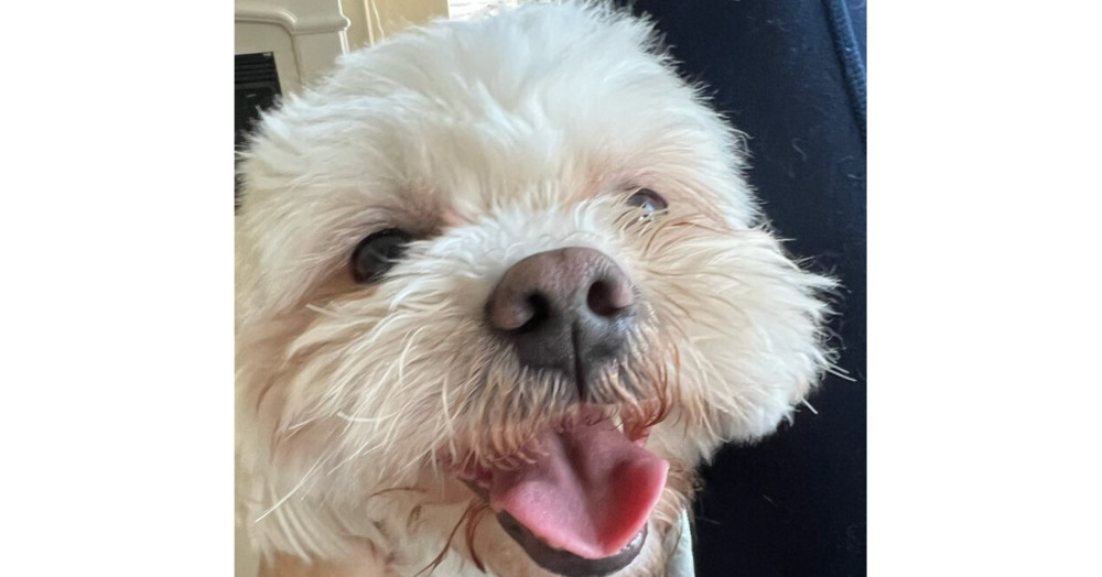 Teddy Bear aka Chewie