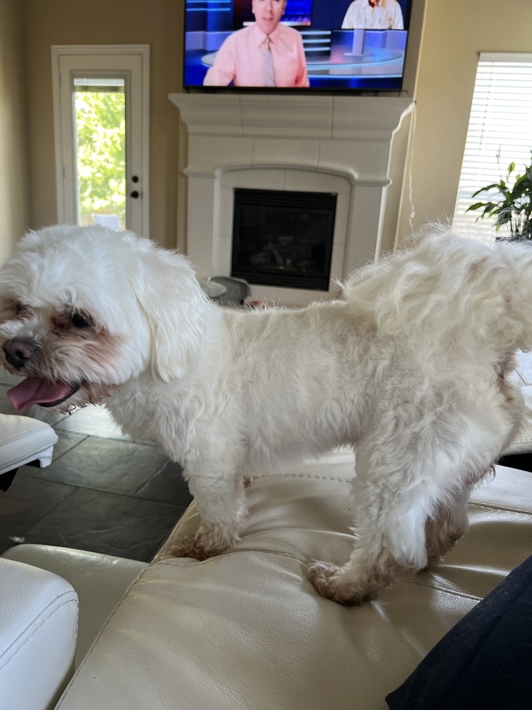 Teddy Bear aka Chewie