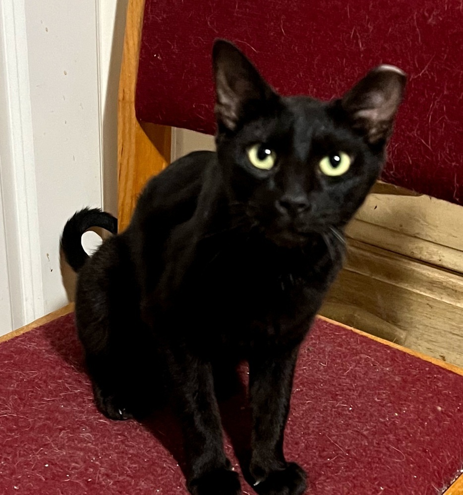 Jiji 4450