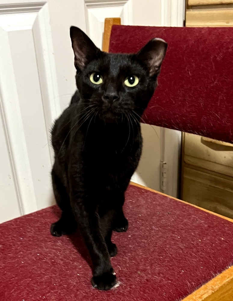 Jiji 4450