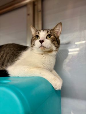 Reddit, Young Male Domestic Short Hair