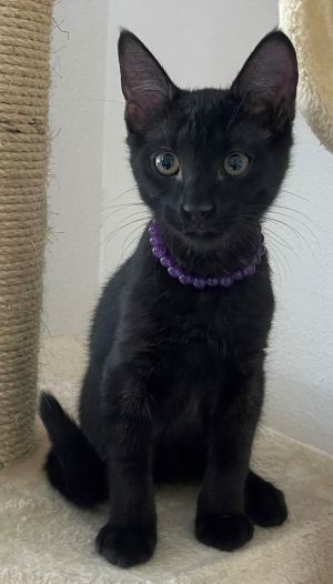 Pasta: Macaroni Domestic Short Hair Cat
