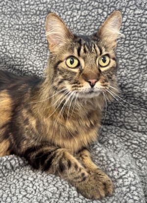PJ Maine Coon Cat